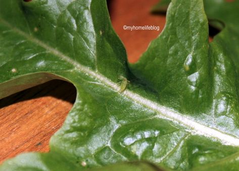 Aphids - plant lice - My Homelife Blogs tips on getting rid of Aphids. Plant Lice, Get Rid Of Aphids, Lice Removal, What To Use, Green Dot, What Is Happening, Blog Page, Growing Vegetables, Container Plants