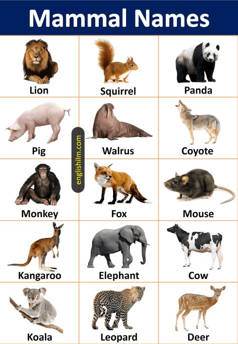 Mammal Animals Name List In English With Images • Englishilm Anime Boy Base, Animals Name List, Placemat Ideas, Animals And Their Homes, Animals Name In English, Animals Name, Wildlife Images, Urdu Language, Picture Board