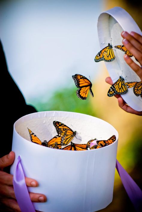 butterflies being released from a box at wedding <3 - This is so perfect as I raised butterflies as a child. Butterfly Release Wedding, Butterfly Wedding Theme, Monarch Butterflies, Butterfly Wedding, Butterfly Theme, Wedding Gift Favors, Wedding Wishes, Fairytale Wedding, Brides And Bridesmaids