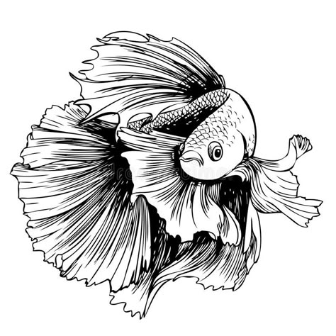 Betta splendens, Siamese fighting fish vector illustration Betta Fish Illustration, Betta Fish Sketch, Betta Fish Drawing, Beta Fish Drawing, Pez Koi Tattoo, Betta Fish Tattoo, Fish Doodle, Freehand Sketch, Fish Sketch