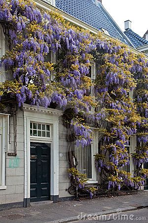 Wisteria flower on the front of a house-- I'm thinking of doing this on the lower half of our house, around the garage doors Wisteria Cottage, Wisteria Flower, Wisteria Lane, Small Outdoor Patios, Wisteria Tree, Climbing Flowers, Sloped Garden, Climbing Vines, Back Gardens