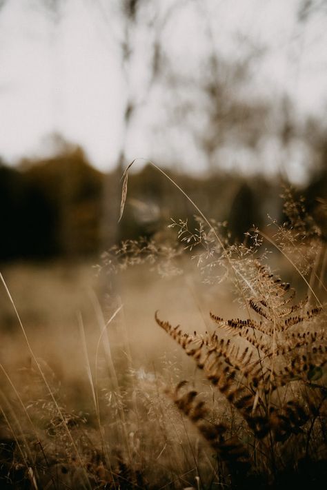 Cream Autumn Aesthetic, Fall Landscape Aesthetic, Fall Meadow, Moody Landscape Photography, Softness Aesthetic, Brown Fall Aesthetic, Soft Autumn Aesthetic, These Broken Stars, Wallpaper Tumblr Lockscreen