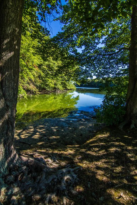 pond leading to the Long Island Sound from Caumsett State Park, Huntington, NY (08/23/2016) Island Forest, Persephone Goddess, Lightning Thief, The Lightning Thief, Long Island Sound, Island Park, Roman Goddess, Underworld, Summer 2016