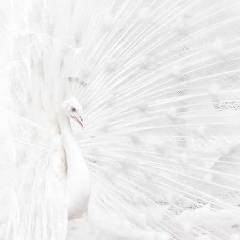 White Ethereal Aesthetic, Wallpapers Bright, Ethereal Aesthetic Wallpaper, White Ethereal, Frozen Palace, Minimal Inspiration, White Aesthetic Photography, Funny Lock Screen Wallpaper, Angelcore Aesthetic