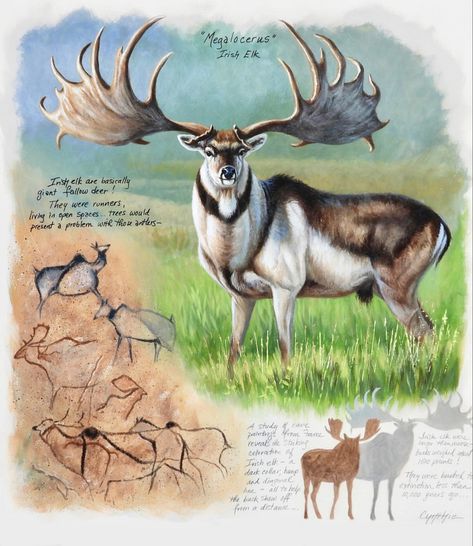 Extinct Megafauna, Megaloceros Giganteus, Irish Elk, Deer Species, Prehistoric Wildlife, Prehistoric World, Ancient Animals, Prehistoric Art, Lovely Creatures