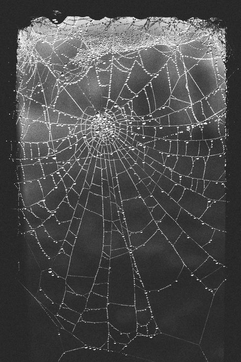 Weaving Aesthetic Dark, Spider Web Astethic, Green Spider Web Aesthetic, Black And White Spider Web Wallpaper, Spider Web Photography, Spider Web Aesthetic Dark, The Dark One, The Ugly Truth, Handsome Prince