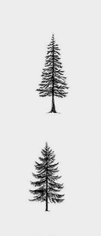 Washington State Tree Tattoo, Alpine Tree Tattoo, Western White Pine Tattoo, Colorado Tree Tattoo, Norway Spruce Tattoo, Simple Pine Tree Tattoo, Tree Tattoo Drawings, Evergreen Tree Tattoo, Outdoor Tattoo