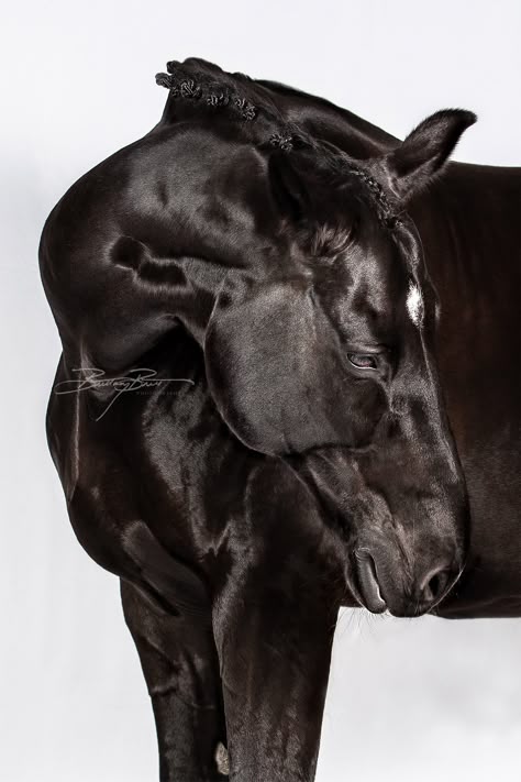 Studio Lighting was used to achieve the high gloss effect, highlighting not only his incredible muscles but small beautiful details on the jawline and whiskers. Horse White Background, Horse Black Background, Black Horse Art, Portrait White Background, Black Background Portrait, Horse Hay, Horse's Neck, Beautiful Horses Photography, Elegant Horse