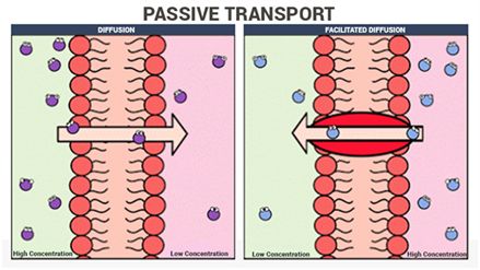 Passive Transport Facilitated Diffusion, Passive Transport, The Movement, Biology, Energy