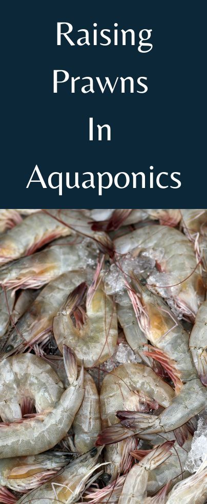 Raising Fish For Food, Greenhouse Reference, Garden Automation, Aquaponics System Design, Best Fish For Aquaponics, Animal Farming, Aquaponics Greenhouse, Backyard Aquaponics, Tilapia Fish