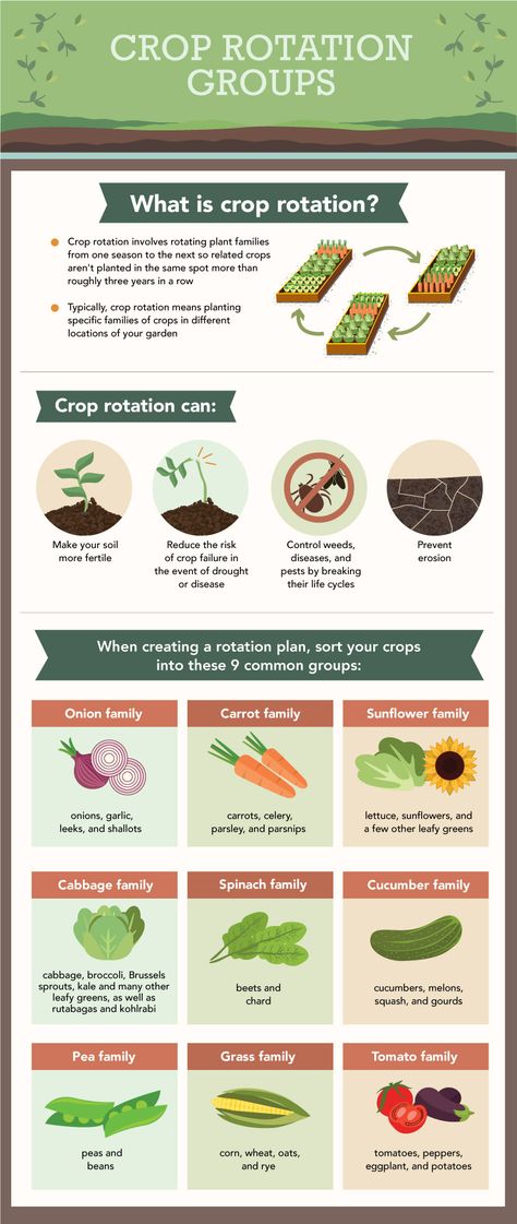 Crop rotation is important in reducing pests & disease in your soil. Crop rotation requires some garden planning & knowing the plant families. Crop rotation Plantarea Legumelor, Growing Garlic, Starting A Vegetable Garden, Permaculture Gardening, Crop Rotation, Square Foot Gardening, Home Vegetable Garden, Food Garden, Garden Pests