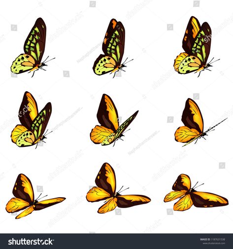 Flying Reference, Animation Frame By Frame, Butterfly Animation, Butterfly Flying, Vector Animation, Frame By Frame, Dog Animation, Frame By Frame Animation, Butterflies Flying