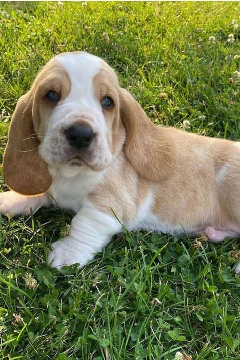 cute basset hound puppy Bassett Hound Puppies, Hound Aesthetic, Miniature Basset Hound, Baby Basset Hound, Hound Dog Puppies, Vet School Motivation, Basset Hound Puppies, Basset Puppies, Wrinkly Dog