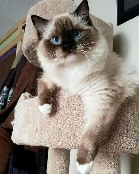 Fluffy Siamese Cats, Fluffy Siamese, Dream's Cat, Ragdoll Kitten, Paws And Claws, Cute Cats Photos, Ragdoll Cat, Cute Cats And Kittens