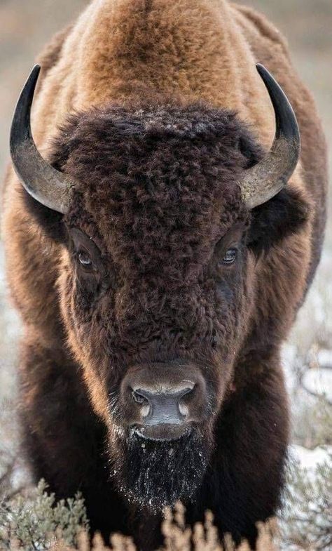 Buffalo Pictures, Bison Photography, Bison Tattoo, Bison Photo, Buffalo Painting, Buffalo Animal, Bison Art, Wild Animals Photography, Late November