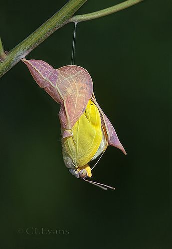 Aie confiance, la chenille deviendra papillon ! / Orange-barred Sulphur emergence. / By Christina Evans. Sulphur Butterfly, Macro Fotografie, Butterfly Cocoon, Butterfly Chrysalis, Moth Caterpillar, Beautiful Bugs, Creepy Crawlies, Butterfly Kisses, Arthropods