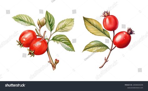 Watercolor Rose Hip berry. Illustration clipart isolated on white background. Rose Hip Illustration, Berry Illustration, Halloween Watercolor, Watercolor Rose, Autumn Halloween, Stock Illustration, Berry, White Background, Royalty Free Stock Photos