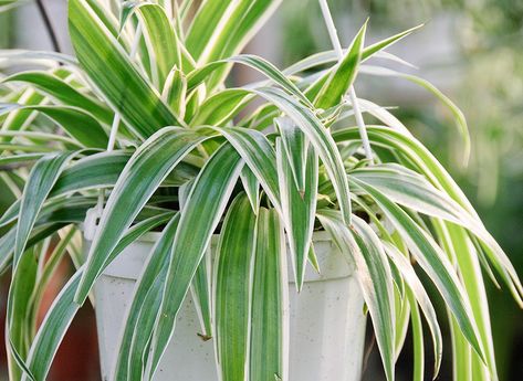 Quel entretien pour le chlorophytum, cette plante d'intérieur aux feuilles linéaires? Rustica vous donne des conseils sur l'arrosage, le soin des feuilles, l... Small Garden Design Ideas, Tillandsia Air Plant, Aesthetic Garden, Ficus Elastica, Garden Aesthetic, Garden Design Ideas, Spider Plants, Small Garden Design, Ideas Garden