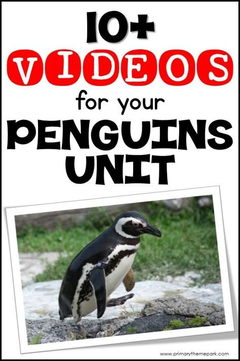 Did you know that there is a penguin that lives in the forests of New Zealand?  Have you ever wondered how a mama penguin finds her baby when they all look alike?  Learn the answer to these questions and others as you watch these penguin videos for kindergarten and first grade.  They’re the perfect … Penguins Kindergarten, Penguin Videos, Tacky The Penguin, Types Of Penguins, Penguin Unit, All About Penguins, Penguin Activities, Penguin Theme, Penguins And Polar Bears