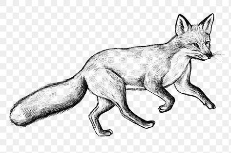 Hand Drawn Fox, Tattoo Png, Future Logo, Illustration Tattoo, Fox Logo, Fox Illustration, Vintage Fox, Transparent Png, Free Image