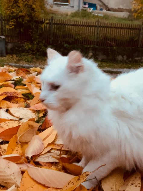 Aesthetic Autumn Profile Picture, Autumn Cat Pfp, Fall Cats Aesthetic, Fall Profile Pictures Aesthetic, Autumn Profile Pictures, White Autumn Aesthetic, Autumn Cat Aesthetic, Cats Iphone Wallpaper, Fall Cat Aesthetic