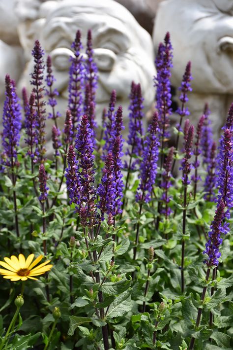 Click to view a full-size photo of Caramia Meadow Sage (Salvia nemorosa 'Caramia') at Longfellow's Greenhouses Types Of Sage, Waterville Maine, Meadow Sage, Salvia Nemorosa, Blue Plants, Outdoor Pots, Herbaceous Perennials, Low Maintenance Plants, Violet Flower