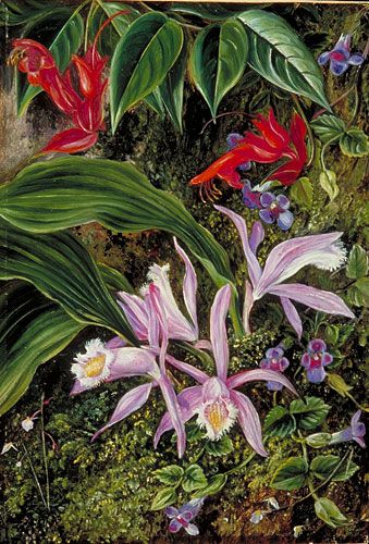 Wild Flowers of Darjeeling, India by Marianne North Location: India Plants: Aeschynanthus bracteata Torenia asiatica Pleione Wallichiana (C) Kew Gardens, London http://www.kew.org/mng/gallery/plant-portraits - Gorgeous Victorian Explorer, Beautiful Paintings Of Flowers, Marianne North, Kew Gardens London, Gallery Painting, Royal Botanic Gardens, Roses Beautiful, Vintage Botanical Prints, Botanic Gardens