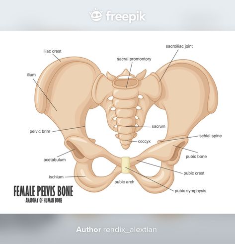 Hip Muscles Anatomy, Female Pelvis, Human Body Vocabulary, Pelvis Anatomy, Muscular System Anatomy, Hip Anatomy, Human Skeleton Anatomy, Pelvic Girdle, Anatomy Images