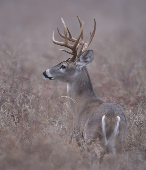 Buck Photography, White Tail Buck, White Tail Deer, Whitetail Deer Photography, Elk Pictures, Whitetail Deer Pictures, Deer Photography, Deer Artwork, Big Deer