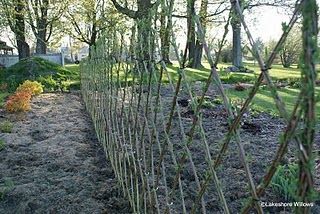 Willow fence in diamond shapes Willow Hedge, Garden Screening Ideas, Living Willow Fence, Fence Hedge, Screening Ideas, Willow Fence, Living Willow, Hedging Plants, Hosta Gardens