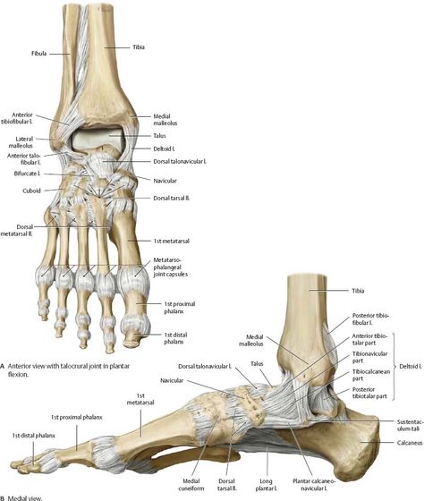 Ankle Anatomy, Human Skeleton Anatomy, Human Body Science, Foot Anatomy, Anatomy Bones, Gross Anatomy, Skeleton Anatomy, Basic Anatomy And Physiology, Human Body Anatomy