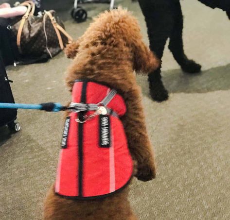 How to Spot a Fake Service Dog | Highland Canine Training Cute Service Dog Vest, Service Dog Vests, Train Service, Dog Vest, Service Dog, Therapy Dogs, Obedience Training, Service Animal, Service Dogs