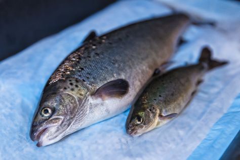 AquAdvantage, the first GMO salmon, is coming to America Salmon Species, Alaska Salmon, Salmon Farming, Gmo Corn, Wild Caught Salmon, Salmon Eggs, Alaskan Salmon, Fish Feed, Atlantic Salmon