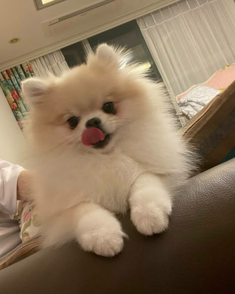 17 Doğum Günü, Anjing Poodle, Big Dogs Breeds, Baby Pomeranian, Biggest Dog In The World, Pomeranian Dogs, Biggest Dog, Pomeranian Puppy Teacup, Cute Fluffy Dogs