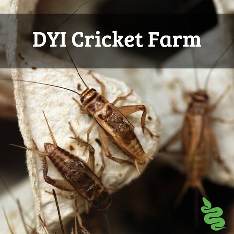 Keeping Crickets Alive, Diy Cricket Farm, Insect Farming, Cricket Farm, Quail Farming, Cricket Bug, Cricket Farming, Worm Beds, Crickets Chirping