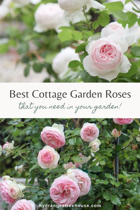 English Flower Garden Cottage Style, Cottage Style Planters, Rose And Hydrangea Garden, Cottage Style Garden, Cottage Garden Ideas, Gardening Wallpaper, Cottage Garden Roses, Dreamy Backyard, Backyard Goals