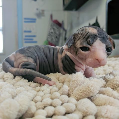 Dwelf Sphynx Cat, Baby Sphynx Cat, Cute Hairless Cat, Hairless Cats, Sphynx Cat Clothes, Cat Clothing, Sphinx Cat, Silly Cats Pictures, Hairless Cat