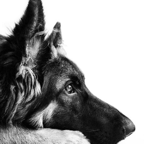 Black And White Dog Photos, German Shepard Photoshoot, German Shepherd Dogs Photography, Black And White Dog Photography, German Shepherd Photoshoot, German Shepherd Aesthetic, German Shepherd Portrait, German Shepherd Black, Pet Photography Poses