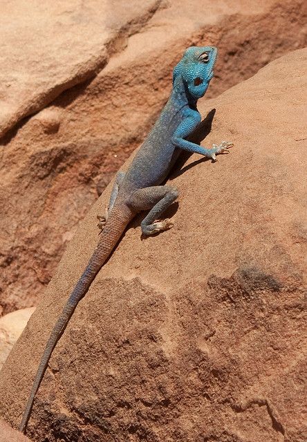 Blue agama lizard, Petra Agama Lizard, Komodo Dragons, Chameleon Lizard, Land Animals, Blue Lizard, Tortoise Turtle, Komodo Dragon, Terrapin, Chameleons