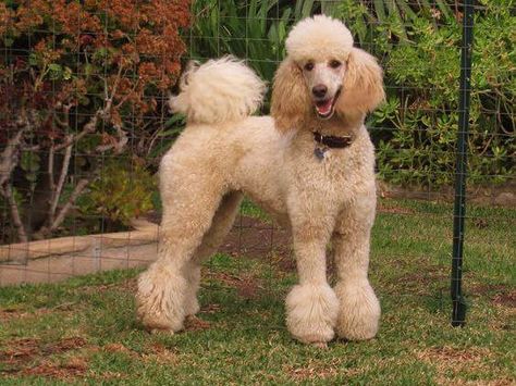 Image Source: The Poodle Patch Via Facebook Standard Poodle Grooming, Standard Poodle Haircuts, Poodle Haircut Styles, Poodle Hair, Poodle Haircut, Poodle Puppy Standard, Poodle Cuts, Puppy Cut, Poodle Grooming