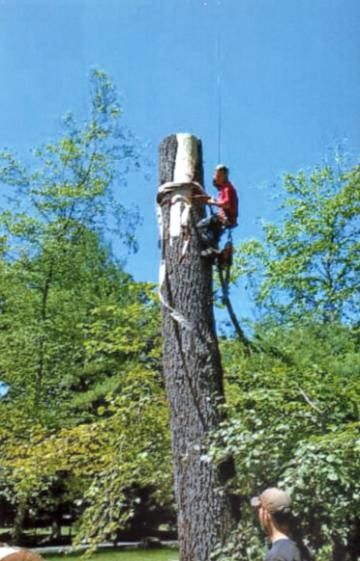 Tree Removal Milford Pa Gallery Check more at https://searchwallpaper.org/tree-removal-milford-pa/ 2x4 Lumber, Tree Felling, Tree Removal, 12 Step, Tall Trees, Tree Trunks, Some Pictures, Fence, Tree Trunk