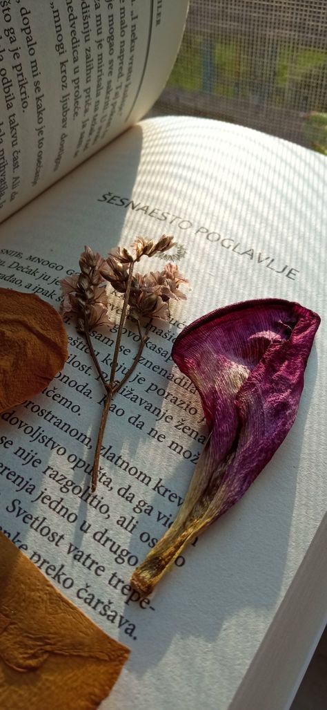 Pressed flowers,book Pressed Flowers Book, Earth Tone Flowers, Vision Boarding, Flowers Pressed, Flower Therapy, Pressed Flowers, Earth Tones, Wallpapers, Flowers