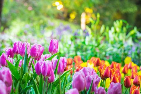 Sfondi desktop primavera gratis: 9 immagini bellissime | DonnaD Easter Bouquet, Spring Images, Fall Bulbs, Yard Care, Spring Cards, Spring Tulips, Garden Care, Daylilies, Tropical Garden