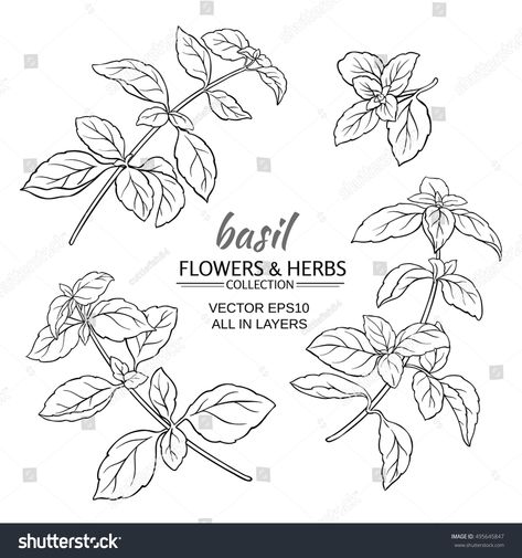 Basil Plant Drawing, Basil Line Drawing, Thai Basil Tattoo, Basil Leaf Drawing, Basil Plant Tattoo, Basil Tattoo Simple, Basil Leaf Tattoo, Basil Tattoo, Basil Drawing