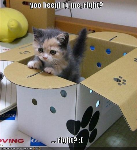 Dilute Calico, Cat Box, Cats Meow, Cardboard Box, Crazy Cats, Cat Pics, Cat Love, Cool Cats, In A Box