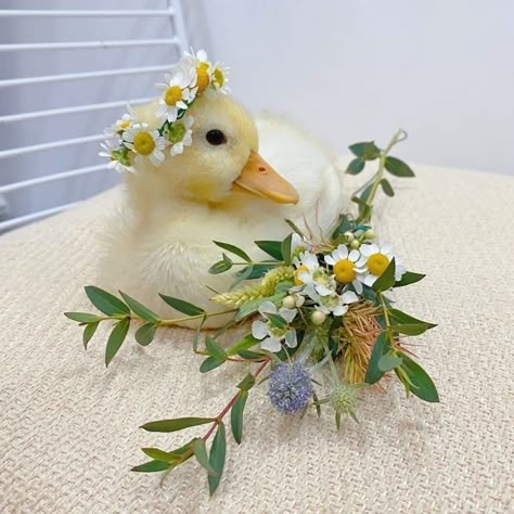 Cute Animals Videos, Duck Portrait, Cute Animal Character, Pet Duck, Duck Coop, Duck Pictures, Duck Photo, Pet Ducks, Cute Ducklings