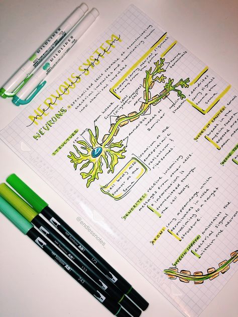 Nervous system notes. Instagram: @endlessnotes_ #study #notes #motivation #color #tombowbrushpen #pens #studymotivation #school #college #medical Biology Notes Aesthetic Nervous System, Excretory System Notes Aesthetic, Biology Notes Nervous System, Nervous System Anatomy Notes, Bio Study Notes, The Nervous System Notes, Medical Notes Ideas, Medical School Notes Aesthetic, Aesthetic Notes Psychology