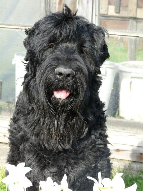 Terrier Tattoo, Russian Terrier, Wheaton Terrier, Bouviers Des Flandres, Black Russian Terrier, Black Russian, Huge Dogs, Group Of Dogs, Black Tattoo