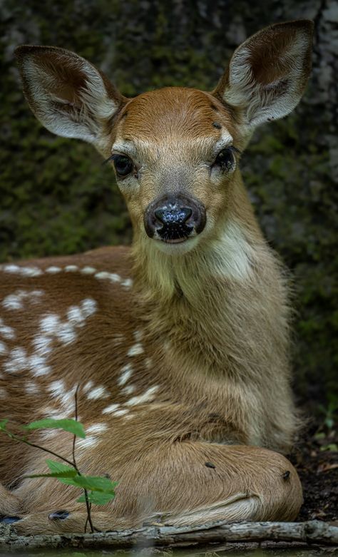 Wade Tregaskis hat dem Pool ein Foto hinzugefügt: It looked a bit young to be all by itself, but alone it was. Poor thing was really getting harassed by flies and ticks. Though deer are generally considered herbivors, there are apparently some accounts of them scavenging on carcases, such as of fish, or raiding bird nests for eggs. Bird Nests, Youtube Marketing, Bird Nest, Ticks, Deer, Fish, Pool, Marketing, Hats