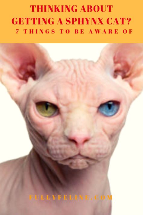 Sphynx Cat Care: 7 Things To Be Aware Of Before Adding One To Your Family Cats Family, Sphynx Cats, Sphinx Cat, Cat Urine, Cat Hacks, Cat Care Tips, Kitten Care, Owning A Cat, Super Cat